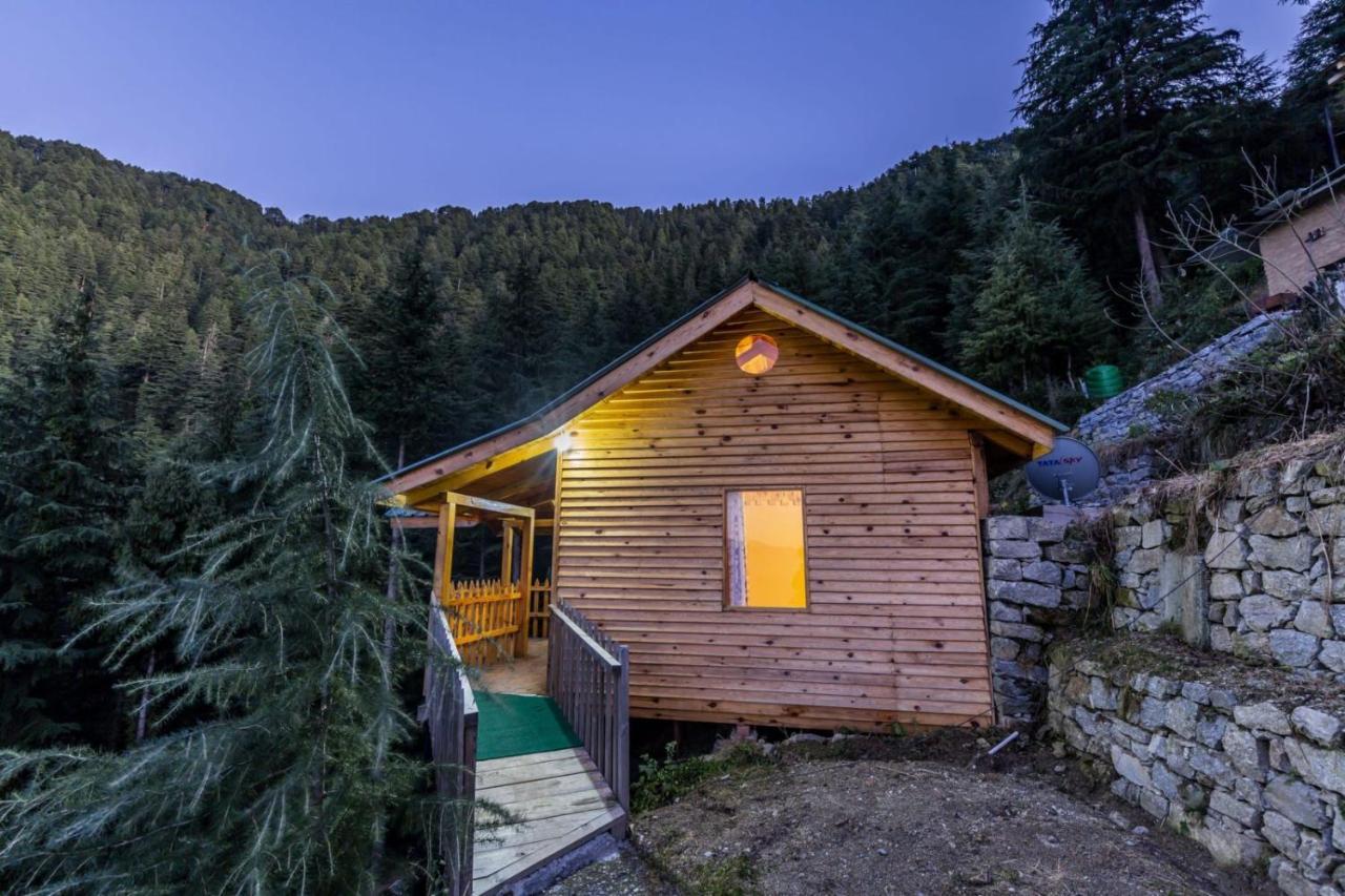 Mid Conifer Dalhousie