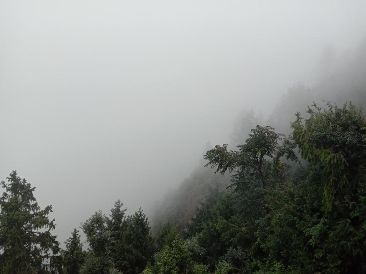 Himalayan - Near Panchpula Water Fall