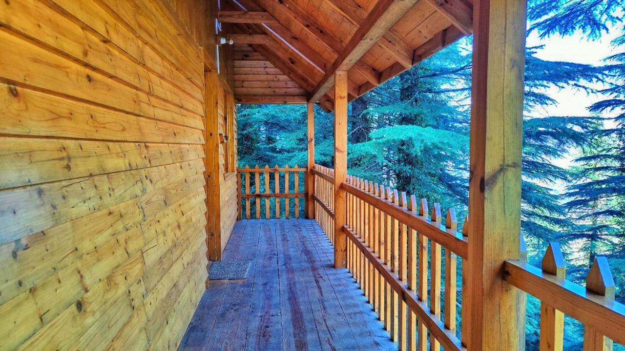 Mid Conifer And 4* Dalhousie
