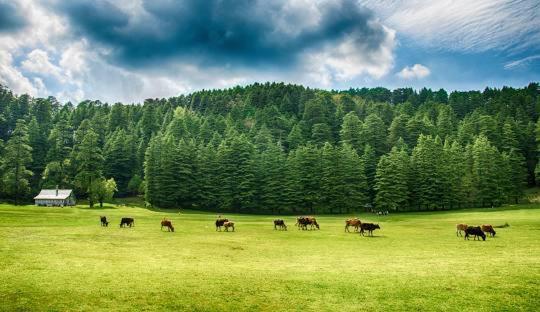 Rock Mountain Premium Near Rock Garden Homestay Dalhousie