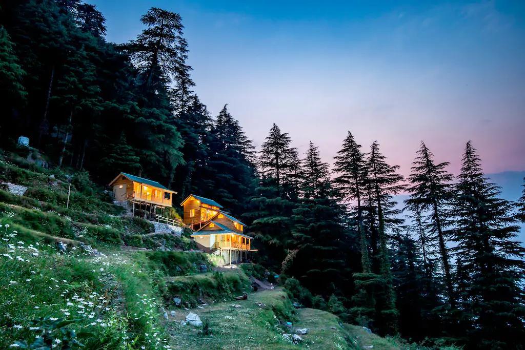 Mid Conifer Dalhousie